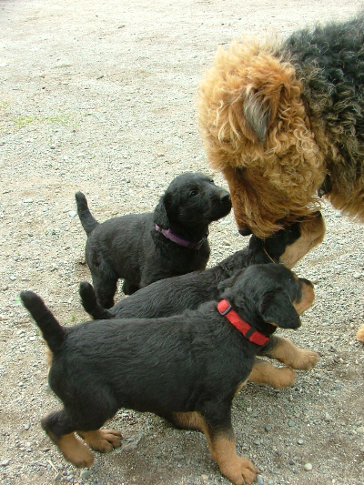 Ivy&pups